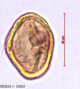 ISEM 1/Hydrocotyle_humboldtii_29040/Hydrocotyle_humboldtii_29040_0001(copy)_thumb.jpg